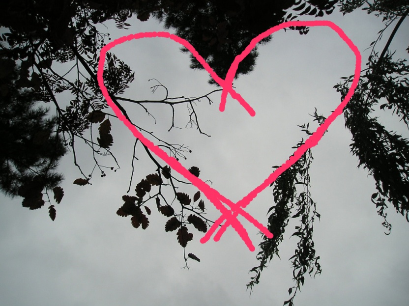 heart in trees